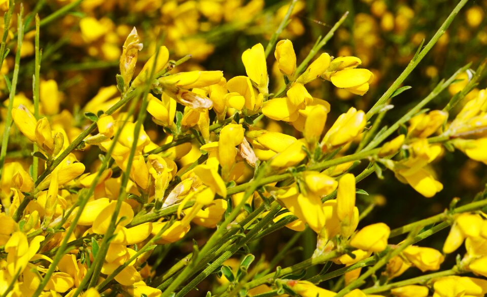 Lush full flowering heyday