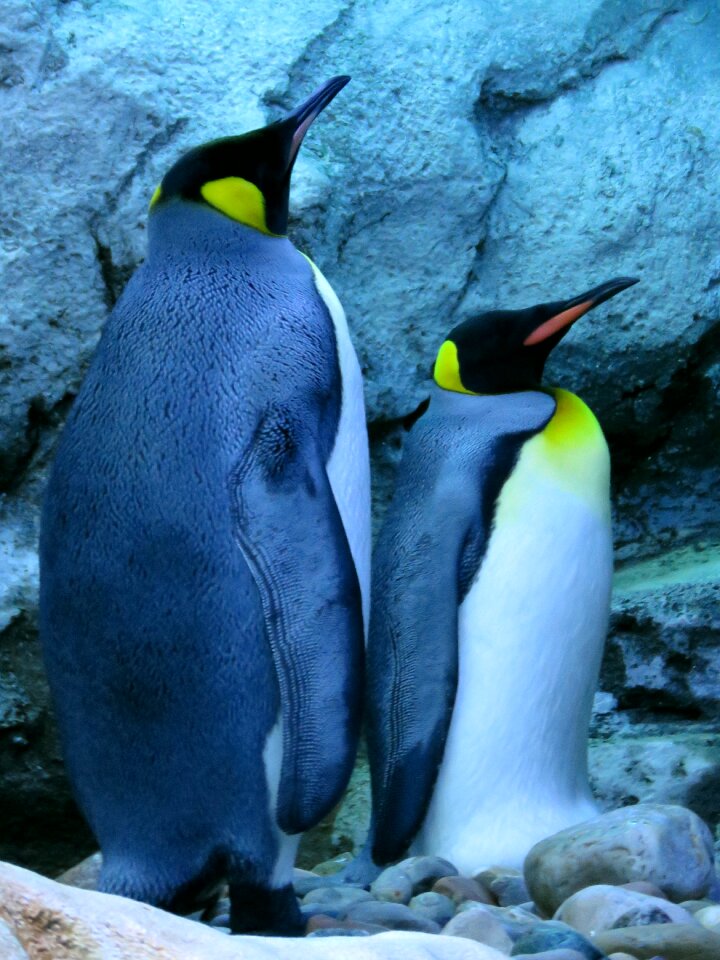 Calgary zoo blue king