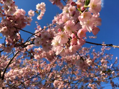 Blossom branch pink photo