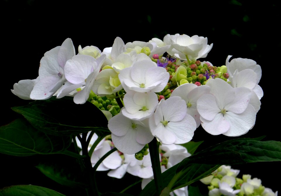 Close up white blue photo