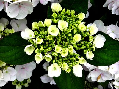 Bouquet close up white