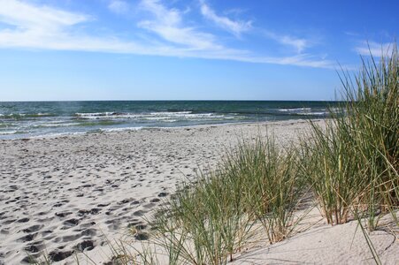 Beach sand grass photo