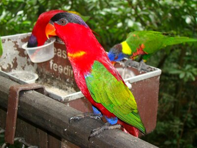 Tropical exotic bird photo