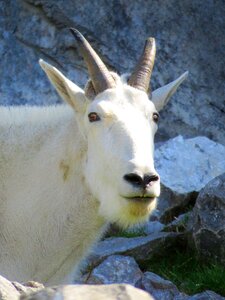Goat horned goat photo