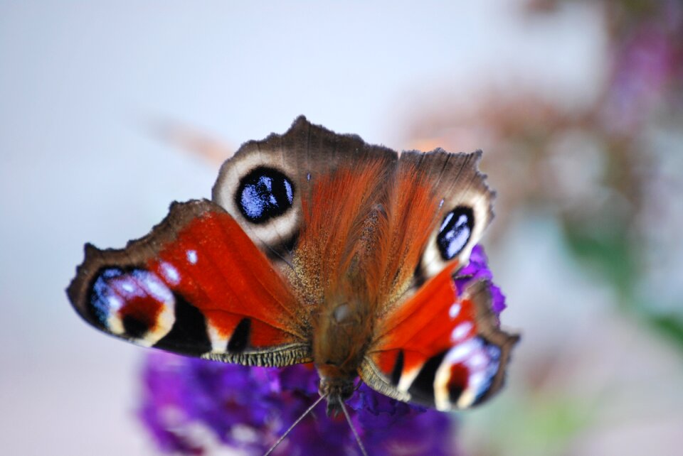 Flower close up butterfly