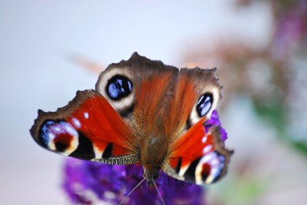Flower close up butterfly