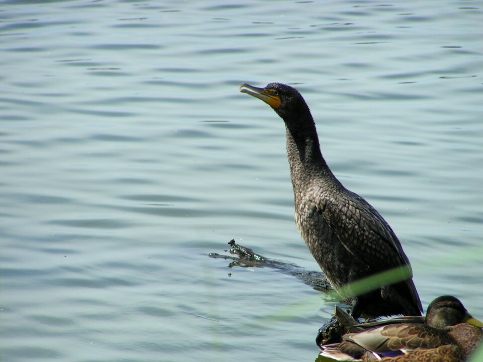 Waterfowl bird nature