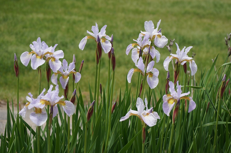 Light purple ayame iris