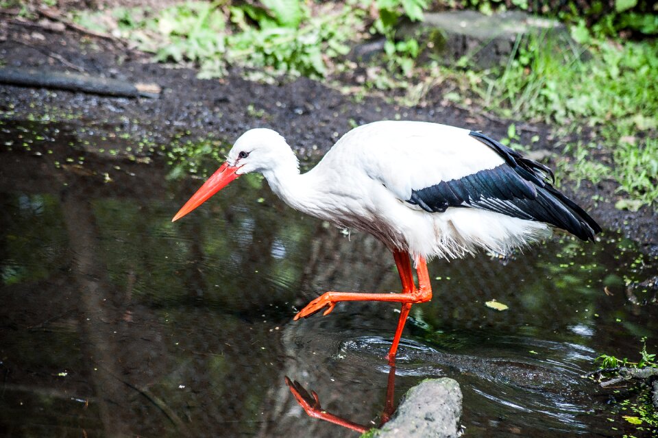 Bill nature plumage