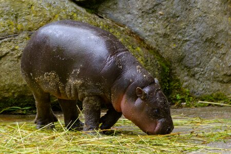 Zoo cute small