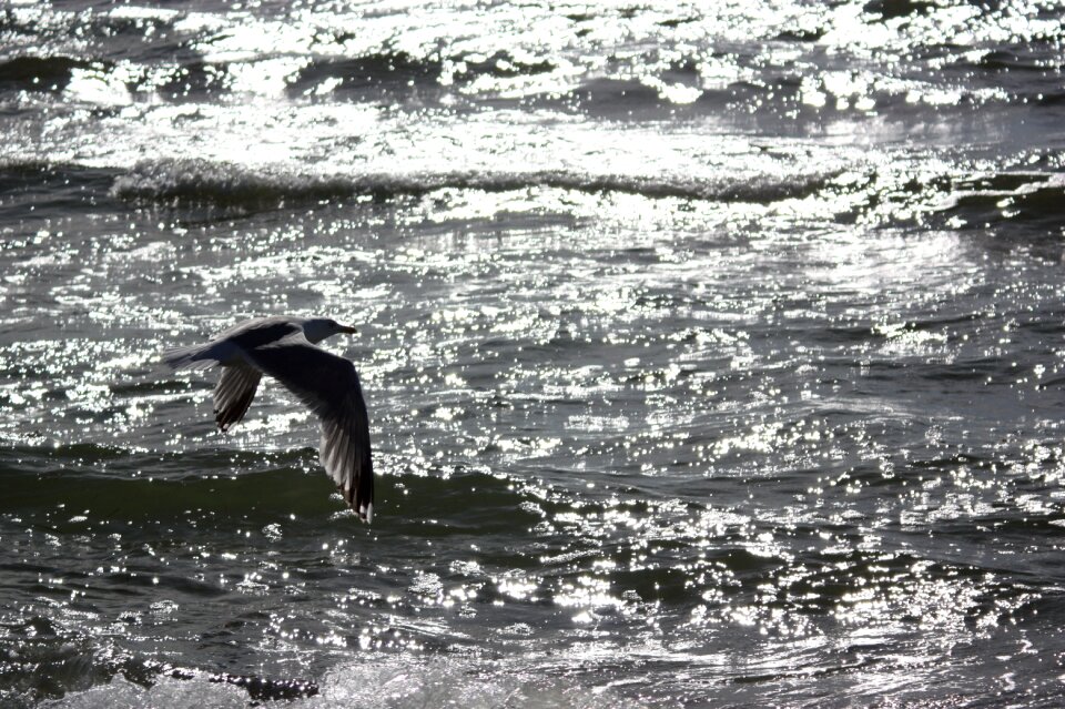 Hiddensee walk on the beach seagull flying