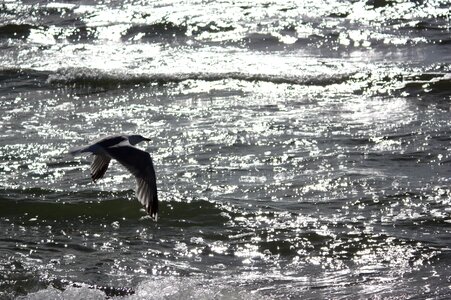 Hiddensee walk on the beach seagull flying photo