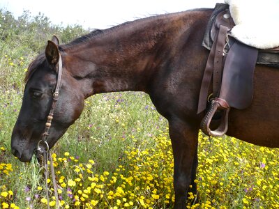 Attention mare paddock photo