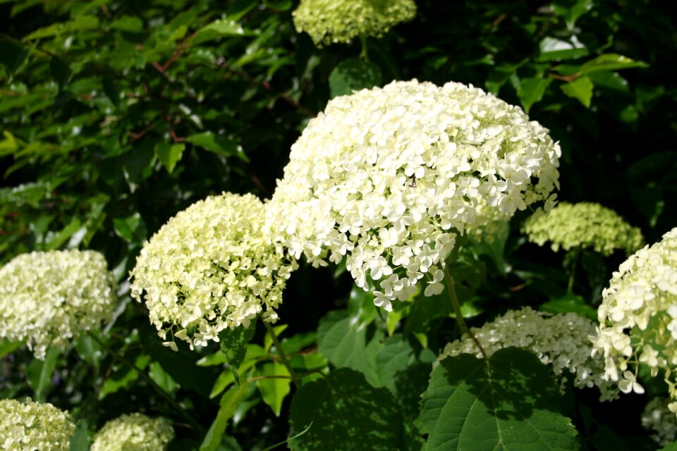 Bloom flower garden