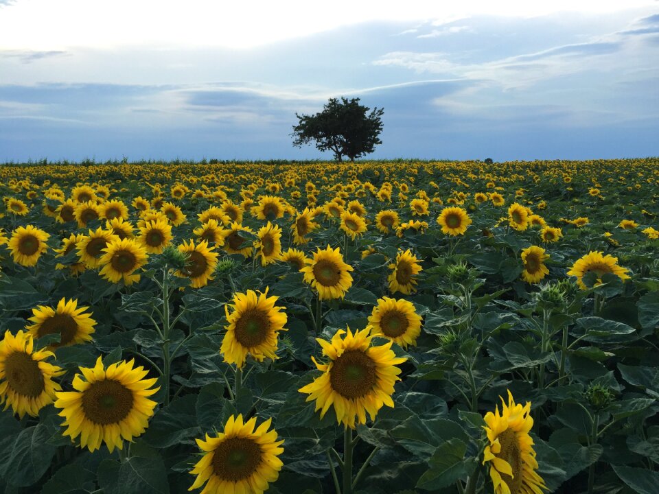 Yellow sunset sunflowers in the sunset
