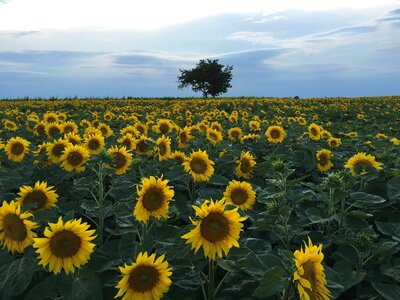 Yellow sunset sunflowers in the sunset