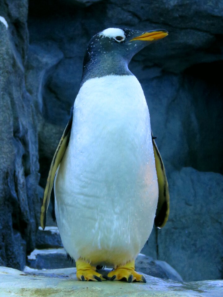 Calgary zoo gentoo