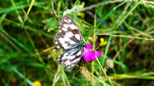 Chessboard butterfly insect nature