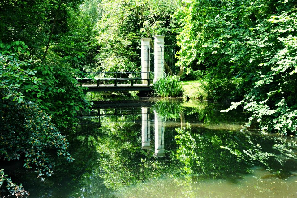 Forest foliage reflection