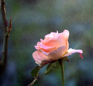 Pink rain watering photo