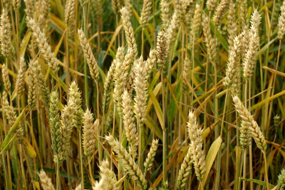 Grain agriculture food