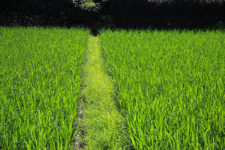 Farmland grass green