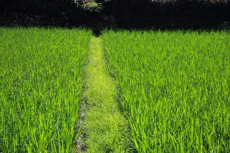 Farmland grass green