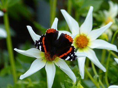 Blossom bloom butterfly photo