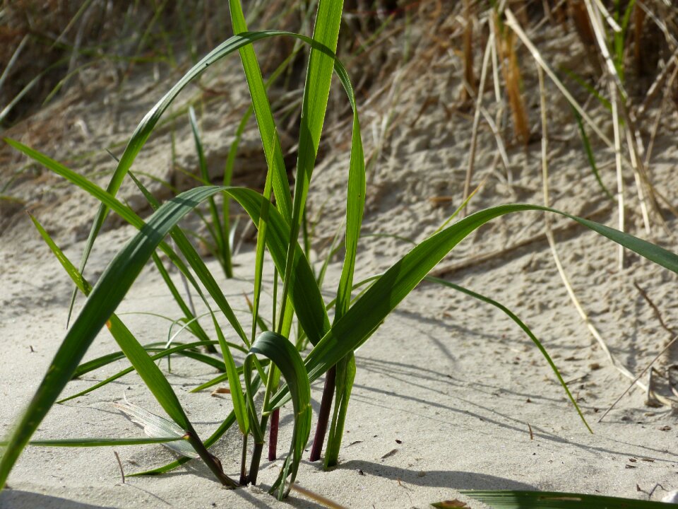 Herbflota nature bush
