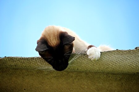 Siamese cat siamese breed cat photo