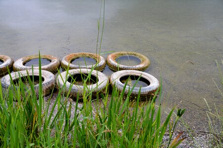 Nature bank reed