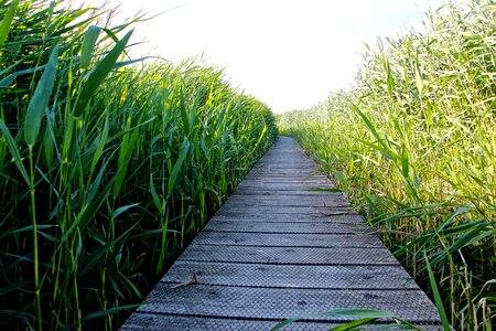 Enjoy grasses nature