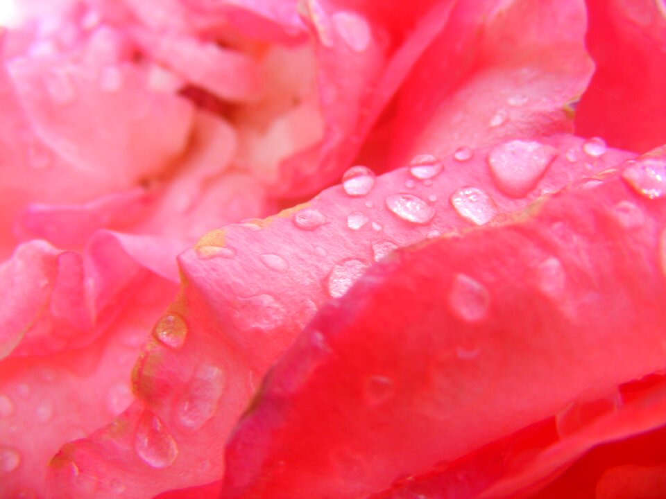 Petals pink roses spring