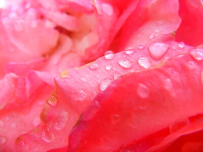 Petals pink roses spring