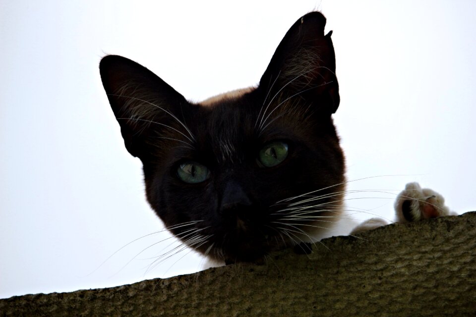 Kitten siamese cat siamese