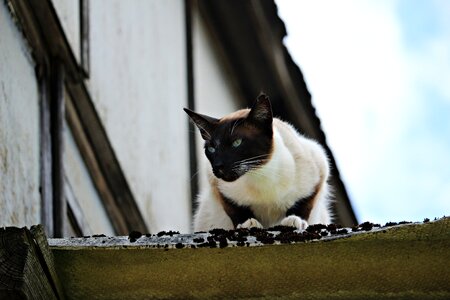 Kitten siamese cat siamese