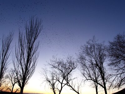 Flock birds trees