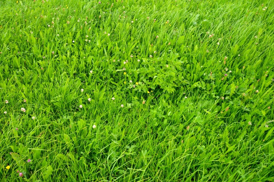 Summer meadow meadow nature