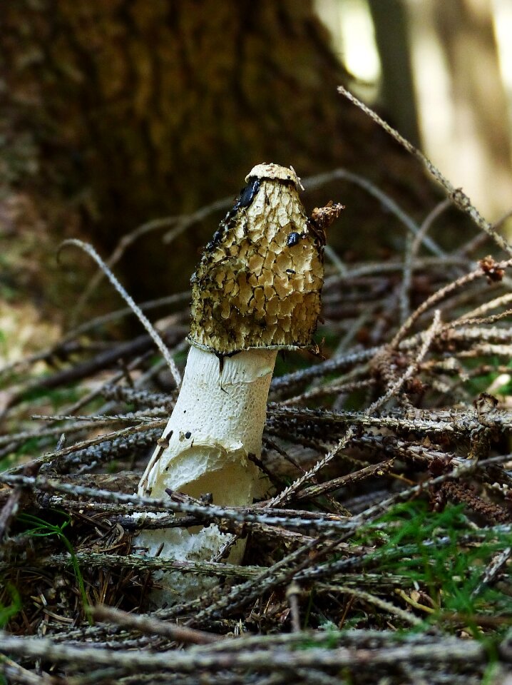 Stench phallus impudicus forest floor