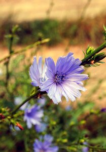 Nature beautiful flower garden flower