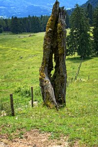 Tree stump broken tree trunk photo