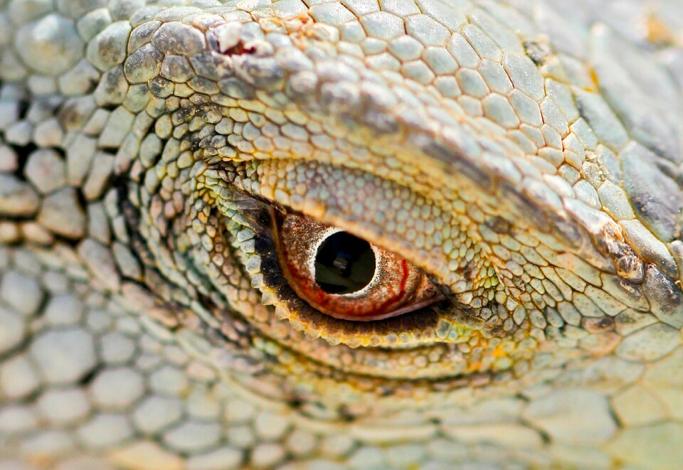 Lizard scales eyelid