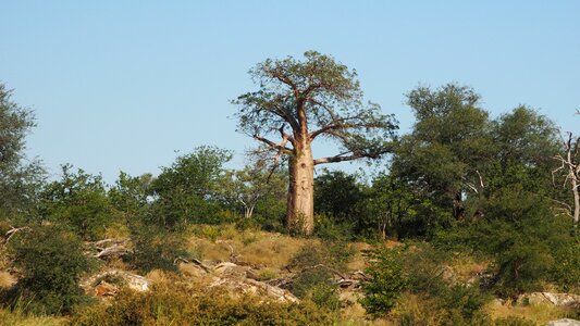Baobab africa nature