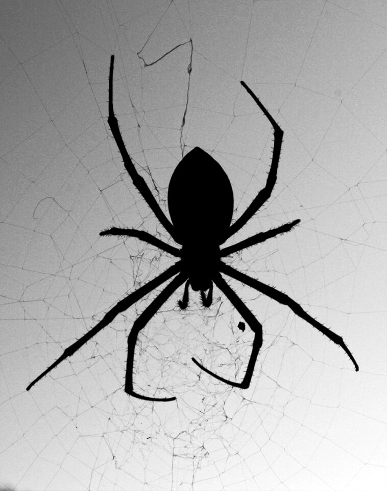 B w against the light gray web