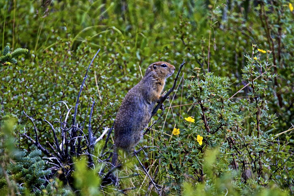 Alaska wildlife