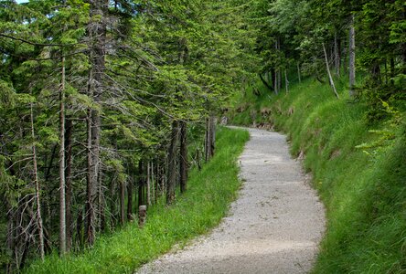 Forest trees hiking