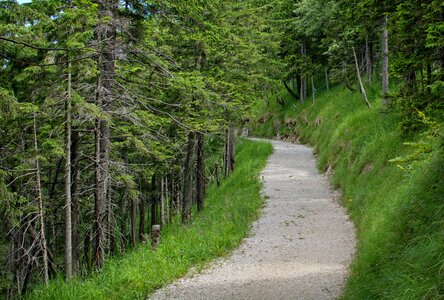 Forest trees hiking photo