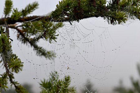 Spider rough drops