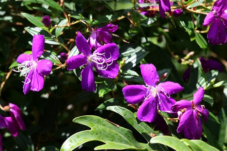 Tree shrub subshrub photo