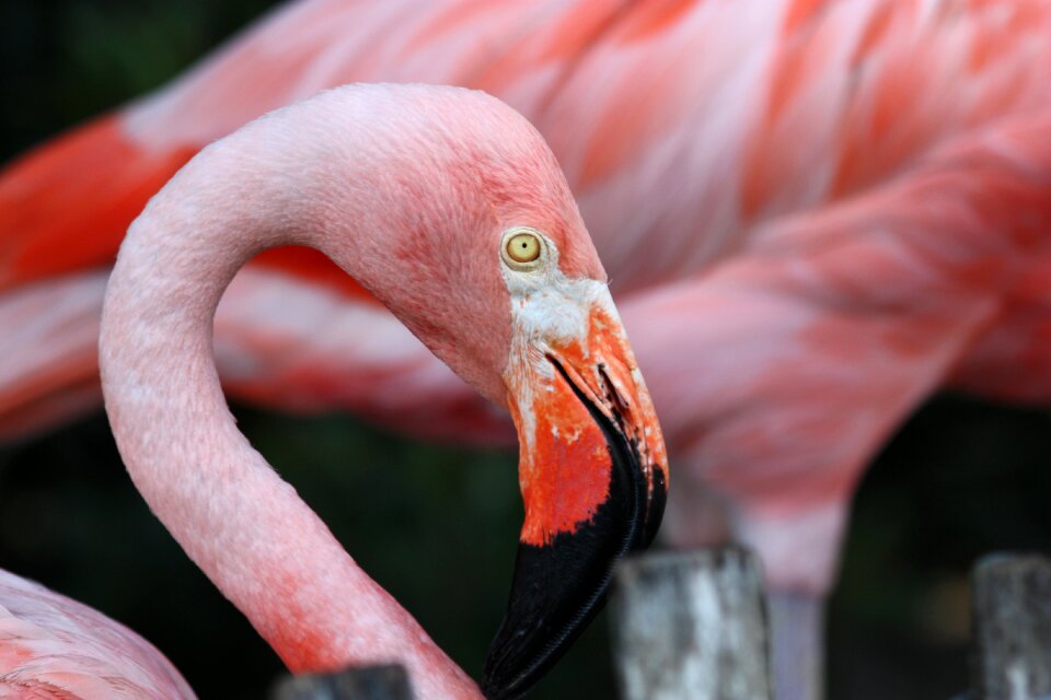 Animal wading feather